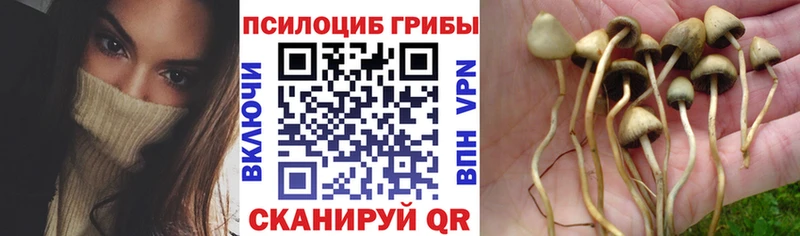Купить закладки  Качканар  Галлюциногенные грибы MAGIC MUSHROOMS 